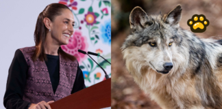 Sheinbaum pide coordinación con EU para proteger al lobo mexicano