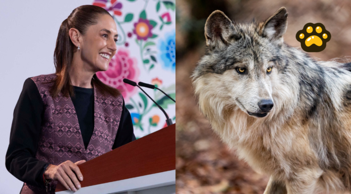 Sheinbaum pide coordinación con EU para proteger al lobo mexicano