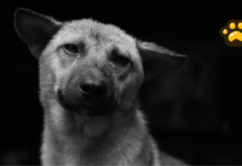 Proponen licencia laboral por muerte de mascotas en México