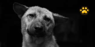 Proponen licencia laboral por muerte de mascotas en México