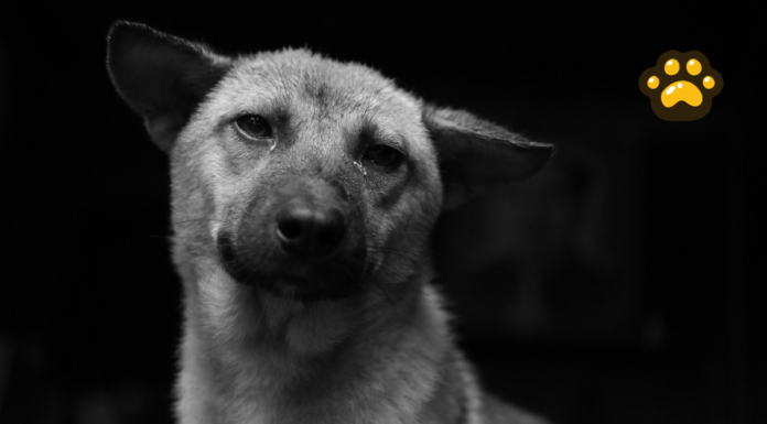 Proponen licencia laboral por muerte de mascotas en México