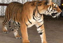 PROFEPA asegura dos tigres de Bengala en inmueble de Michoacán
