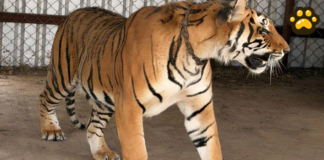 PROFEPA asegura dos tigres de Bengala en inmueble de Michoacán