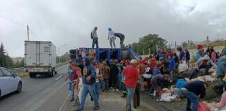 Vuelca tráiler que transportaba cerdos en la Puebla-Orizaba