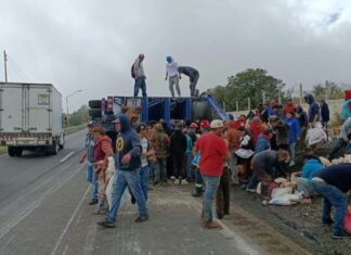 Vuelca tráiler que transportaba cerdos en la Puebla-Orizaba