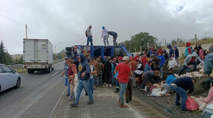 Vuelca tráiler que transportaba cerdos en la Puebla-Orizaba