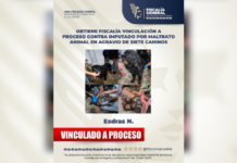 Procesan a hombre acusado de golpear a siete perros en Puebla