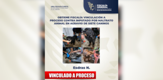 Procesan a hombre acusado de golpear a siete perros en Puebla