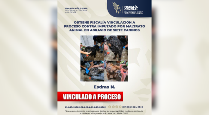 Procesan a hombre acusado de golpear a siete perros en Puebla
