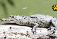Capturan a “Fugaz”, el cocodrilo de la Laguna de San Baltazar