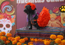 Cuautlancingo celebra Festival Huellitas 2026 en El Ameyal