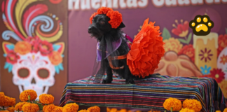 Cuautlancingo celebra Festival Huellitas 2026 en El Ameyal