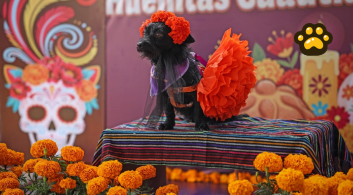 Cuautlancingo celebra Festival Huellitas 2026 en El Ameyal