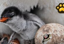 Identifican nueva especie de pingüino por primera vez en 100 años