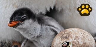 Identifican nueva especie de pingüino por primera vez en 100 años