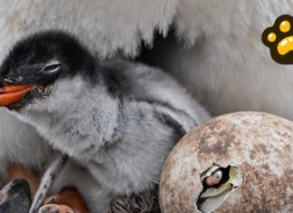 Identifican nueva especie de pingüino por primera vez en 100 años