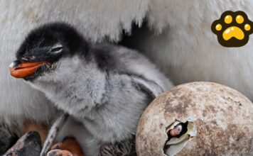 Identifican nueva especie de pingüino por primera vez en 100 años