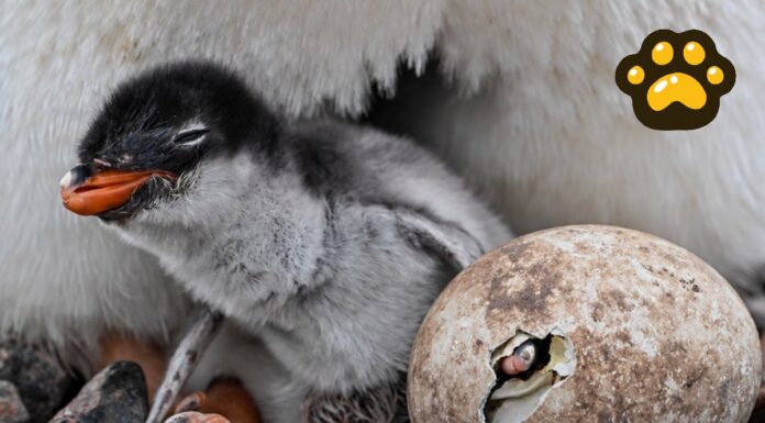 Identifican nueva especie de pingüino por primera vez en 100 años