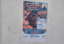 Piden proteger a gatos del Panteón Municipal de Puebla