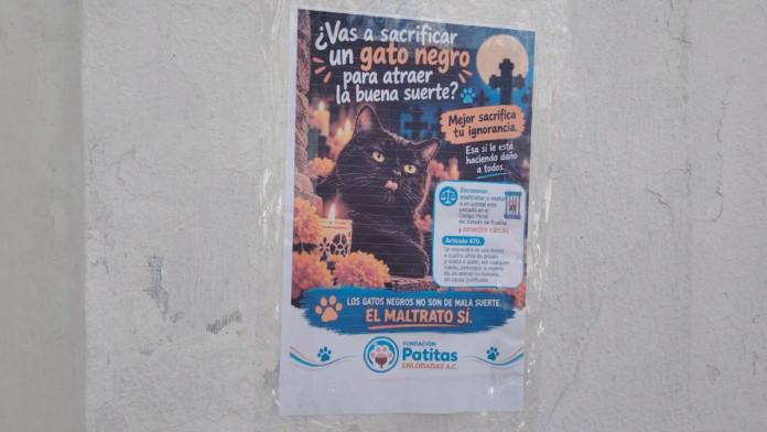 gatos