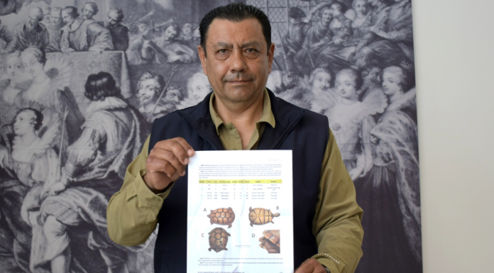 Investigadores BUAP registran nuevos ejemplares de tortuga