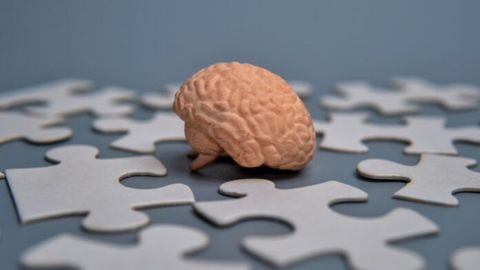 memoria cerebro