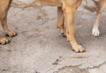 Hombre muere tras ser atacado por jauría de perros en Acajete