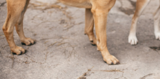 Hombre muere tras ser atacado por jauría de perros en Acajete