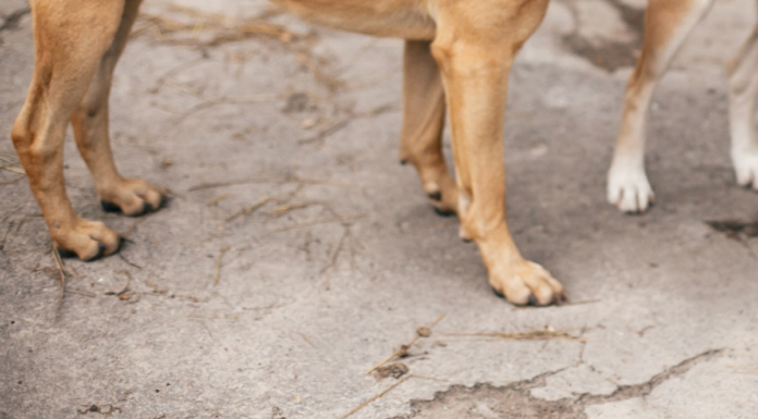 Hombre muere tras ser atacado por jauría de perros en Acajete