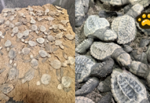 Nacen 98 tortugas marinas tras decomiso de huevos en Nayarit
