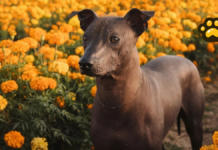 CDMX reconoce al xoloitzcuintle como Patrimonio Cultural Inmaterial