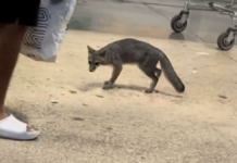 Zorra gris con rabia enciende alertas sanitarias en Quintana Roo
