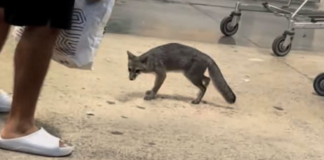 Zorra gris con rabia enciende alertas sanitarias en Quintana Roo