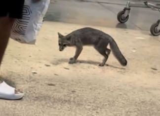 Zorra gris con rabia enciende alertas sanitarias en Quintana Roo