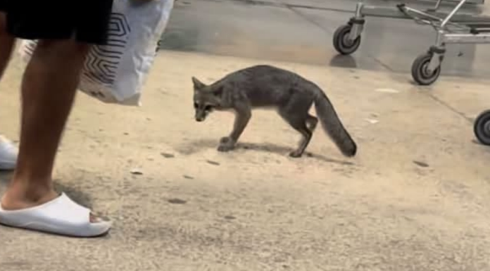 Zorra gris con rabia enciende alertas sanitarias en Quintana Roo
